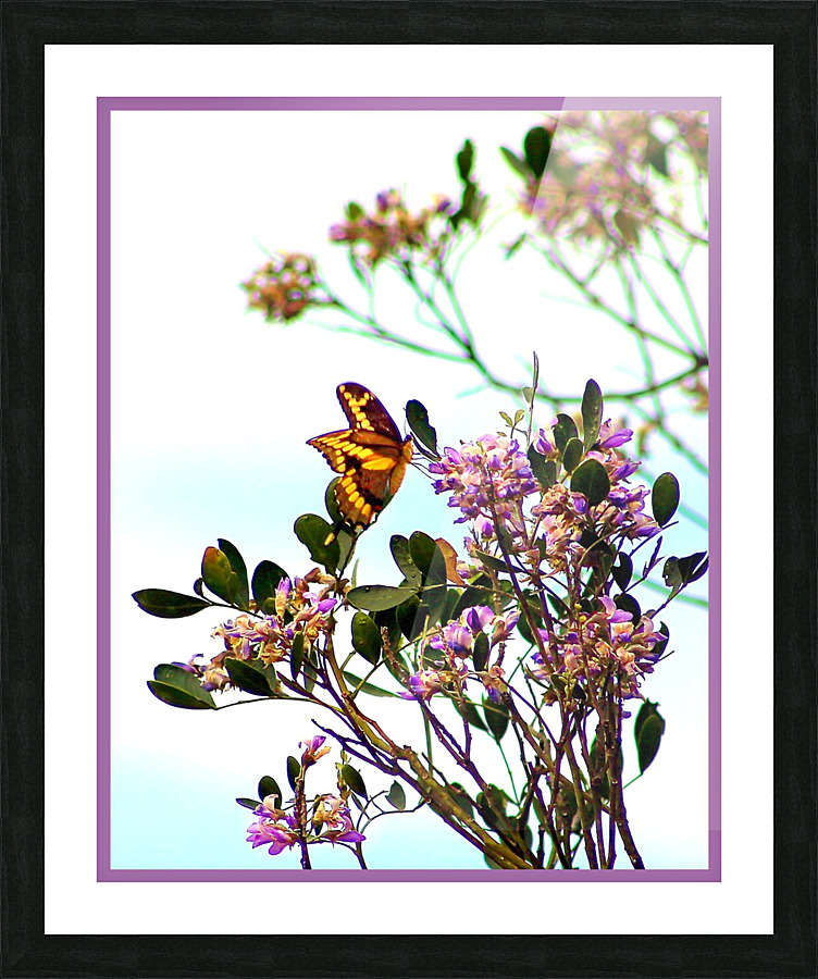 Salado Butterfly   Picture Frame print