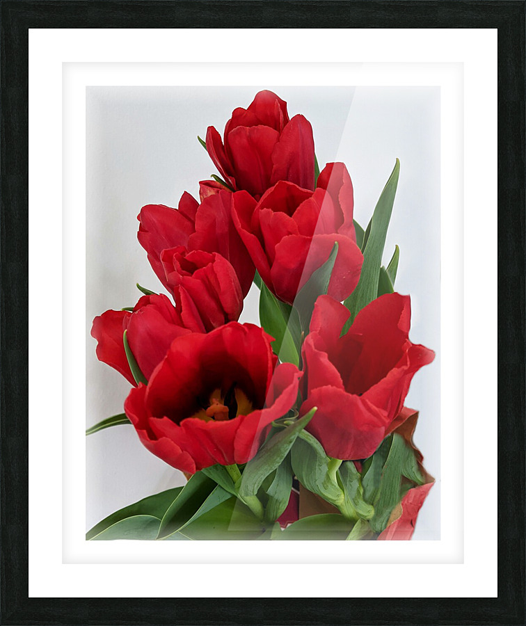 Red Tulips soft edge Picture Frame print