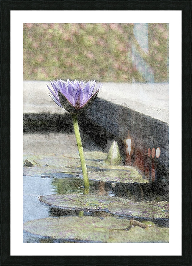 Water Lily Picture Frame print