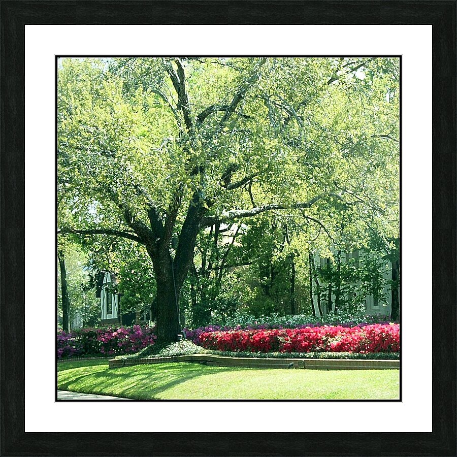 River Oaks Azaleas Picture Frame print