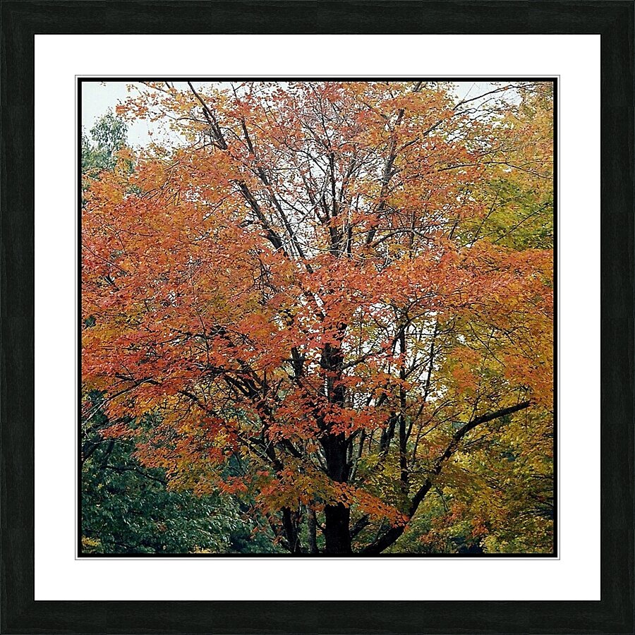 Vermont Fall Colors Picture Frame print