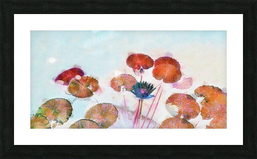 Lily Pads Contemporary Panoramic Picture Frame print