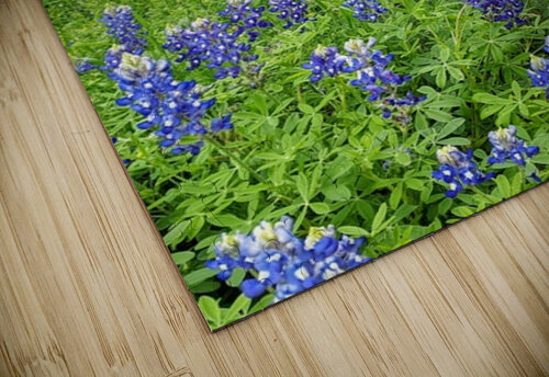 Bluebonnets and Bench on Path Ellen Barron OReilly puzzle