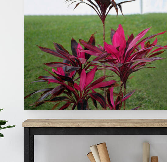 Puerta Vallarta Hot Pink Plant  by Ellen Barron OReilly