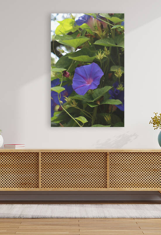 Purple Morning Glory by Ellen Barron OReilly
