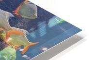 Colorful Aquarium fish  HD Metal print