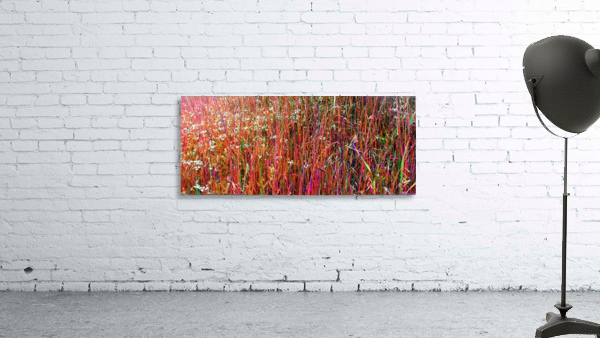 Colorful Grasses Wall Preview