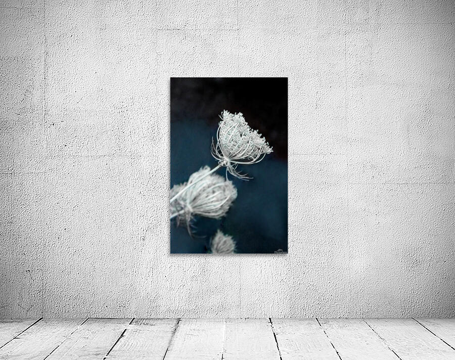 Lacy Flower Buds  Wall Preview