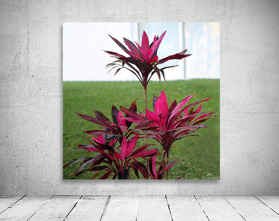 Puerta Vallarta Hot Pink Plant  Wall Preview