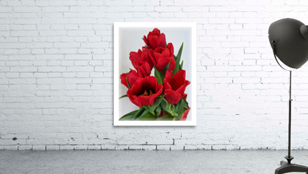 Red Tulips soft edge Wall Preview