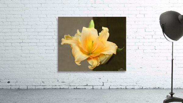 Yellow Glory Wall Preview