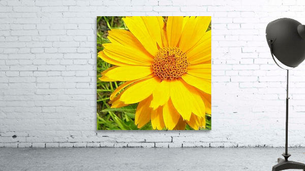 Embossed & Accented Daisy Wall Preview