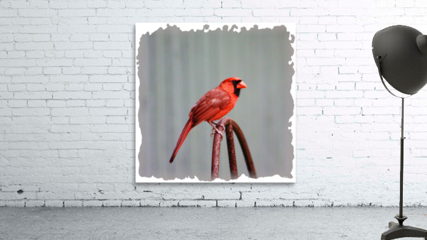 Perching Cardinal Wall Preview