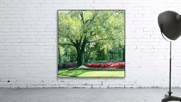 River Oaks Azaleas Wall Preview