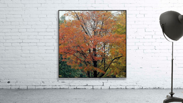 Vermont Fall Colors Wall Preview