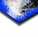 Underwater Mop Acrylic print