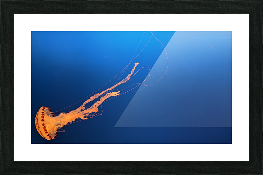 Lone Jellyfish Picture Frame print