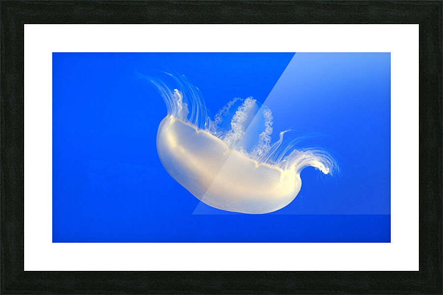 Pale Jellyfish Picture Frame print