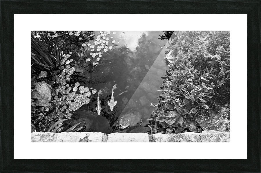 Koi Pond Picture Frame print
