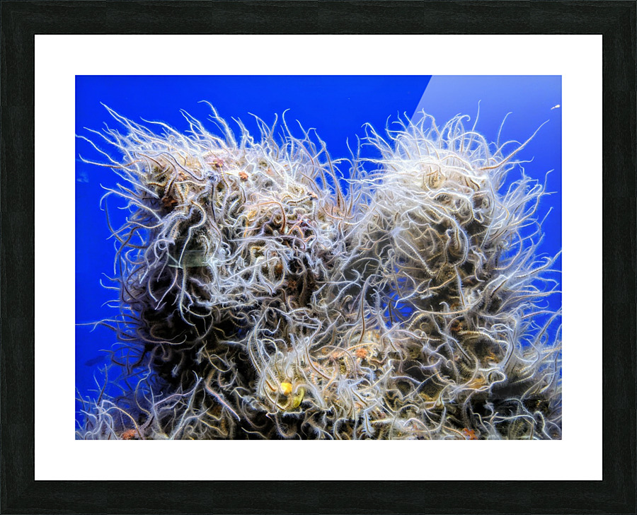 Underwater Mop Picture Frame print