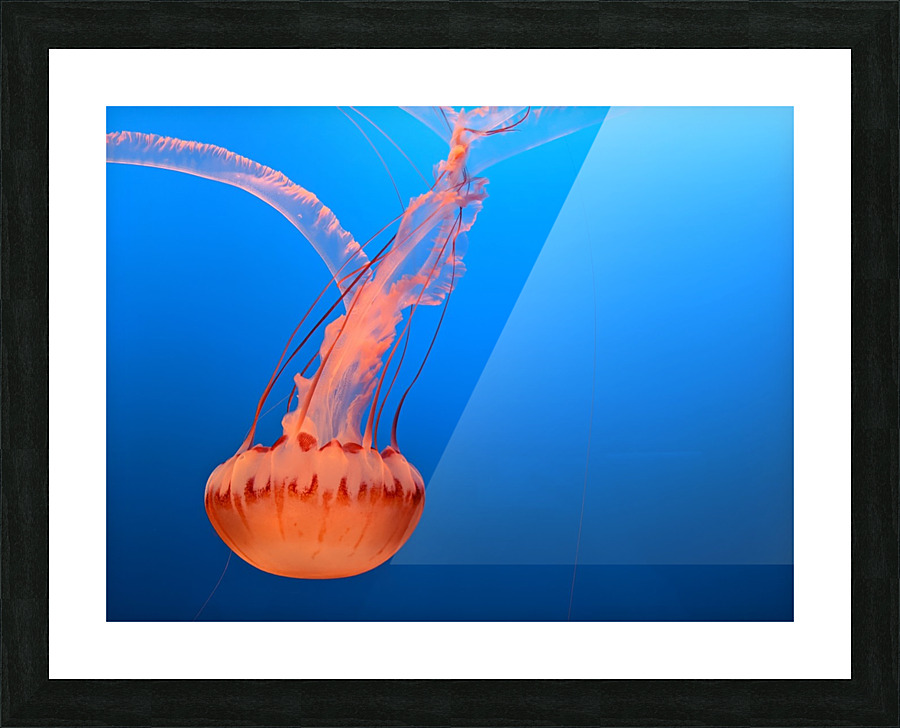 Bright Jellyfish Picture Frame print