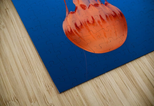 Bright Jellyfish LARose Photographs puzzle