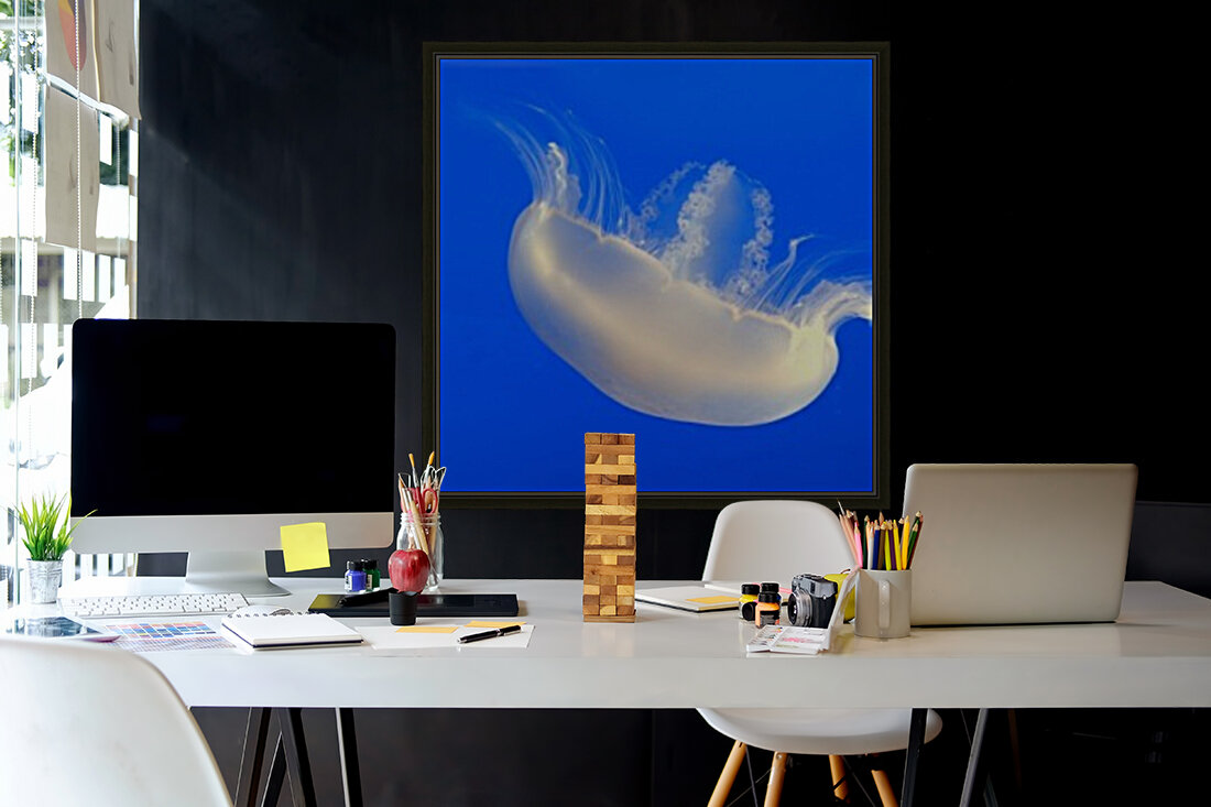 Pale Jellyfish Reproduction