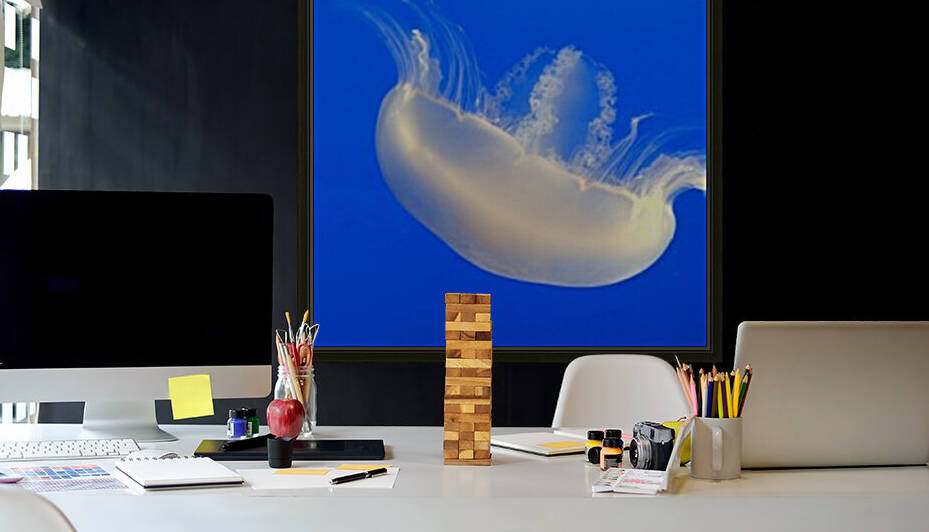 Pale Jellyfish Reproduction