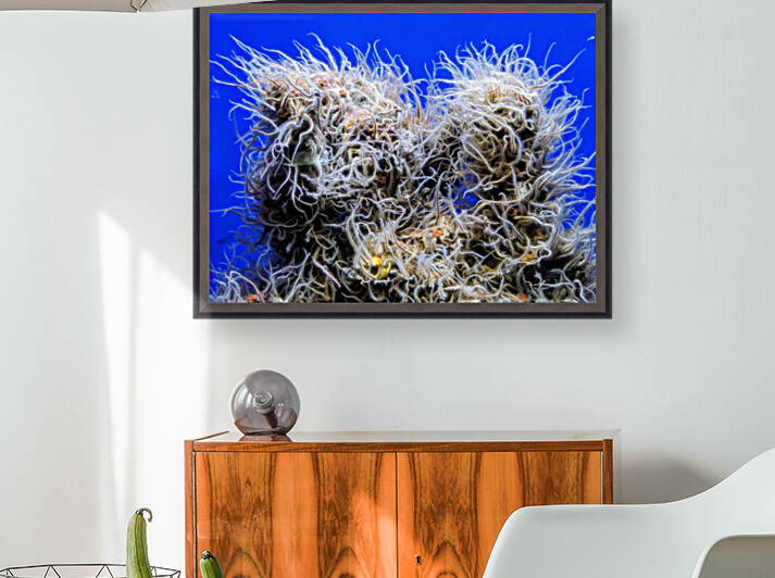 Underwater Mop by LARose Photographs