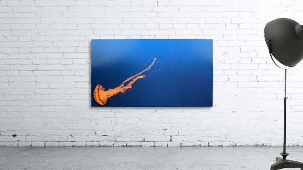 Lone Jellyfish Wall Preview