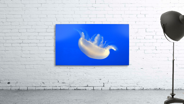 Pale Jellyfish Wall Preview