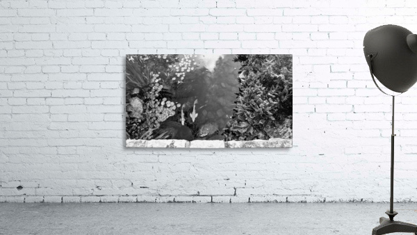 Koi Pond Wall Preview