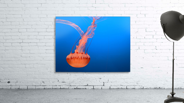 Bright Jellyfish Wall Preview