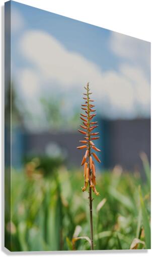 PML 9859 Canvas Print
