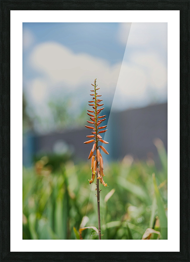 PML 9859 Picture Frame print