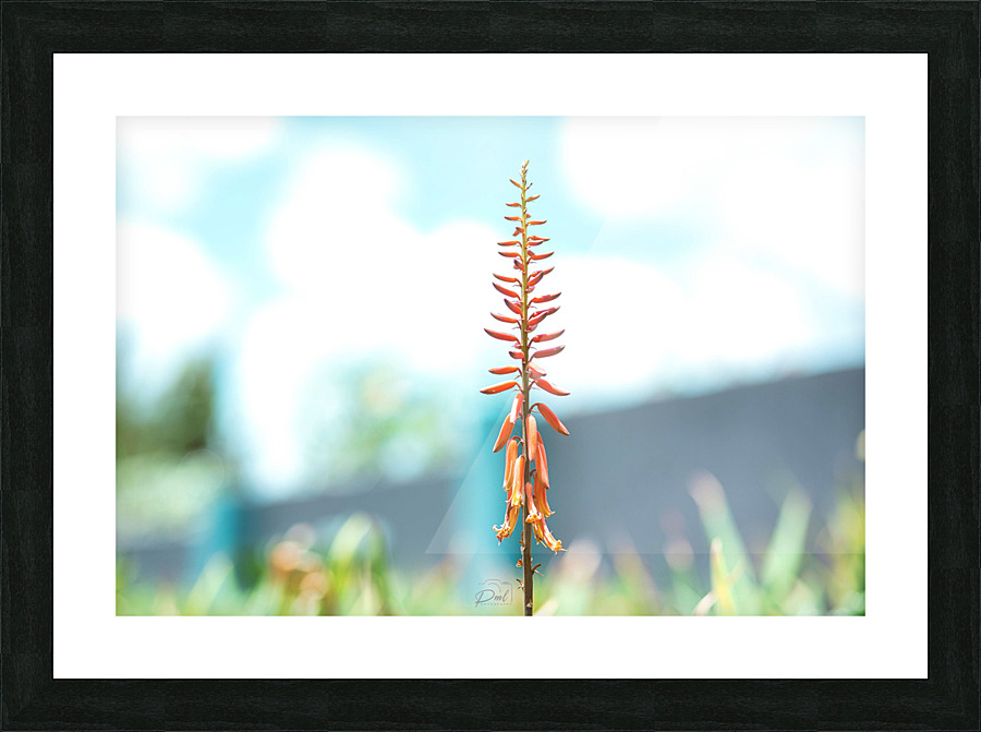 PML 9864 Picture Frame print