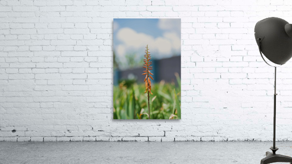PML 9859 Wall Preview