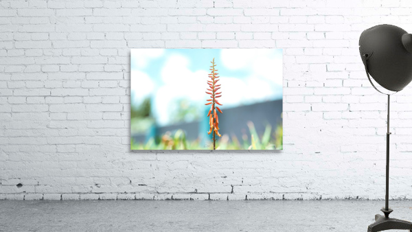 PML 9864 Wall Preview