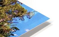 Big Tree Energy HD Metal print