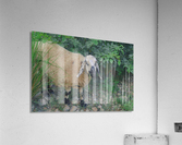 Sheep  Acrylic Print