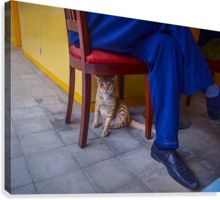 Under the Chair Canvas Print