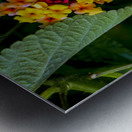 Flora  Metal print
