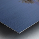 Camel  Metal print