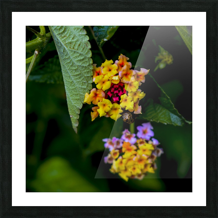 Flora  Picture Frame print