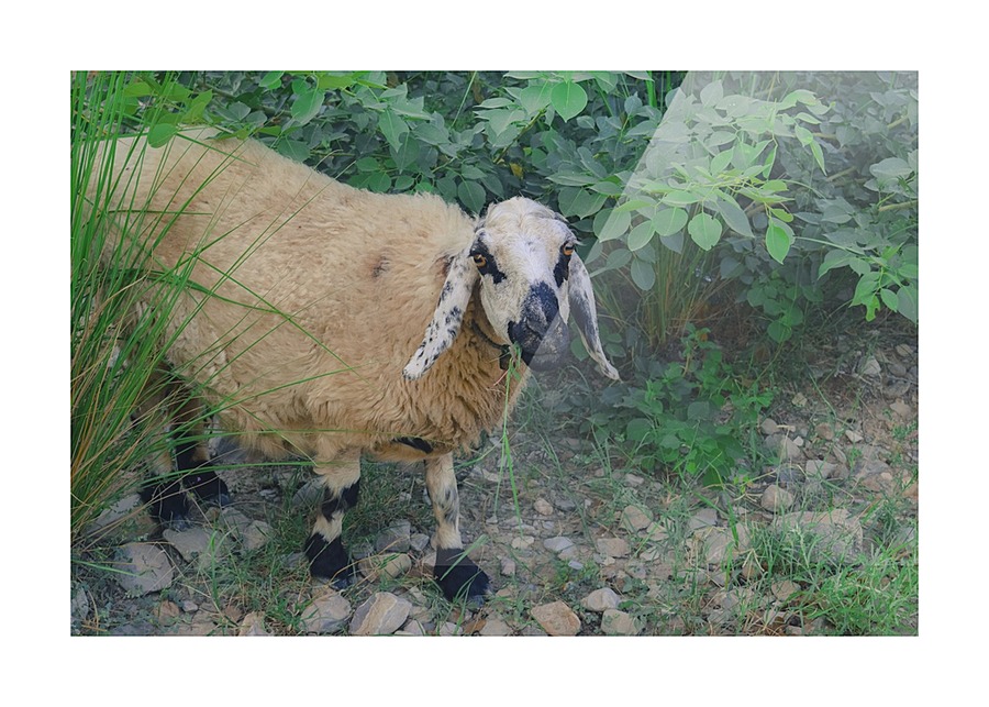 Sheep  Picture Frame print