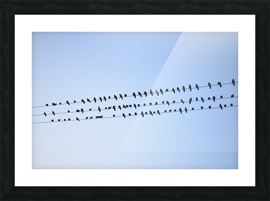 Birds Assembly Picture Frame print