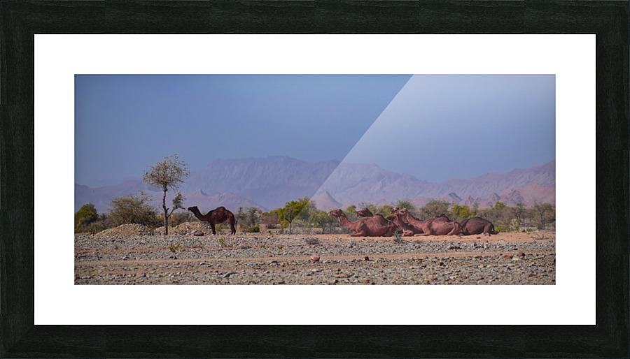 Camel  Picture Frame print