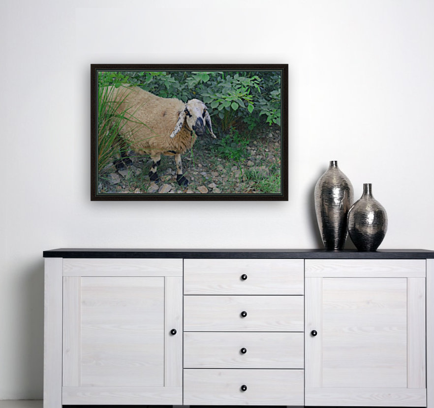 Sheep  Reproduction