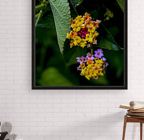Flora  by Photopoet
