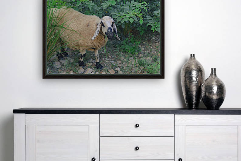 Sheep  by Photopoet
